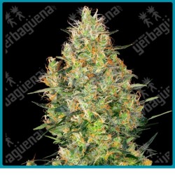 Shiva skunk ( Northern Lights #5 y Skunk #1 ) de Sensi seeds