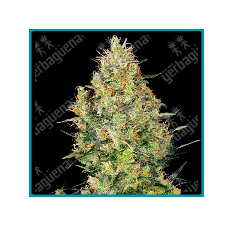 Shiva skunk ( Northern Lights #5 y Skunk #1 ) de Sensi seeds