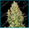 Shiva skunk ( Northern Lights #5 y Skunk #1 ) de Sensi seeds