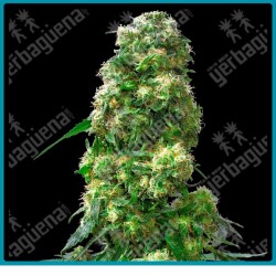 Early skunk ( Skunk#1 y Early Pearl ) de Sensi seeds