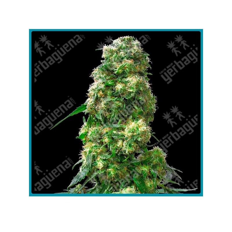 Early skunk ( Skunk#1 y Early Pearl ) de Sensi seeds