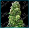 Early skunk ( Skunk#1 y Early Pearl ) de Sensi seeds