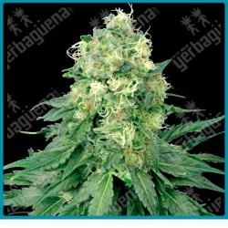 White widow de White label