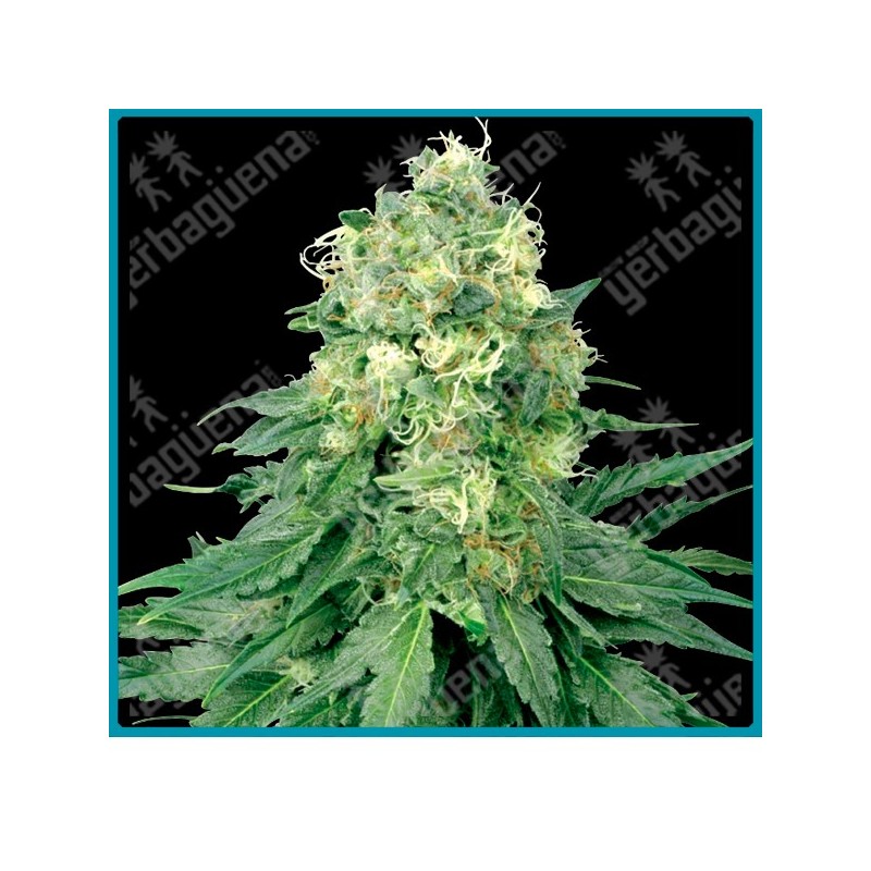 White widow de White label