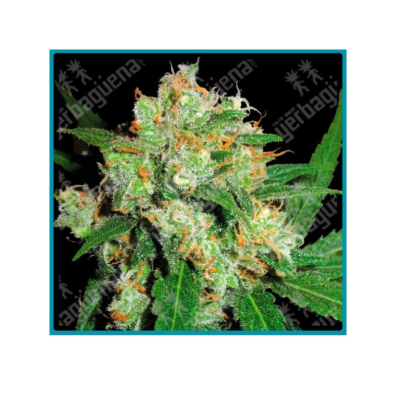 Sensi skunk de Sensi seeds