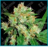 Sensi skunk de Sensi seeds
