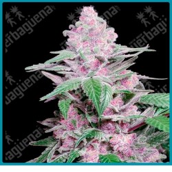 Purple cookie kush ( Girl Scout Cookies x Purple Kush ) de Sensi seeds