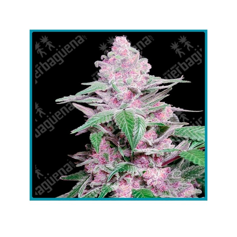 Purple cookie kush ( Girl Scout Cookies x Purple Kush ) de Sensi seeds
