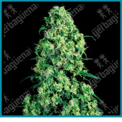 Skunk #1 ( Afghani x Acapulco Gold x Colombian Gold ) de White label