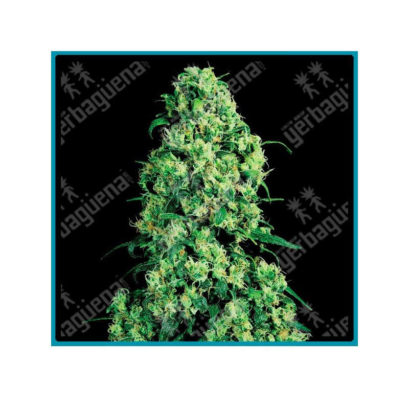 Skunk #1 ( Afghani x Acapulco Gold x Colombian Gold ) de White label