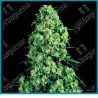 Skunk #1 ( Afghani x Acapulco Gold x Colombian Gold ) de White label