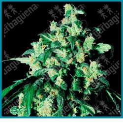 Super skunk ( Skunk#1 x hash afgano ) de Sensi seeds