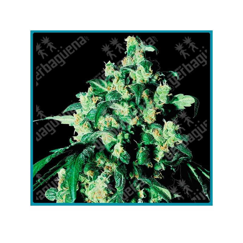 Super skunk ( Skunk#1 x hash afgano ) de Sensi seeds
