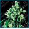 Super skunk ( Skunk#1 x hash afgano ) de Sensi seeds