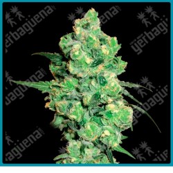 Super skunk ( Super skunk ) de White label