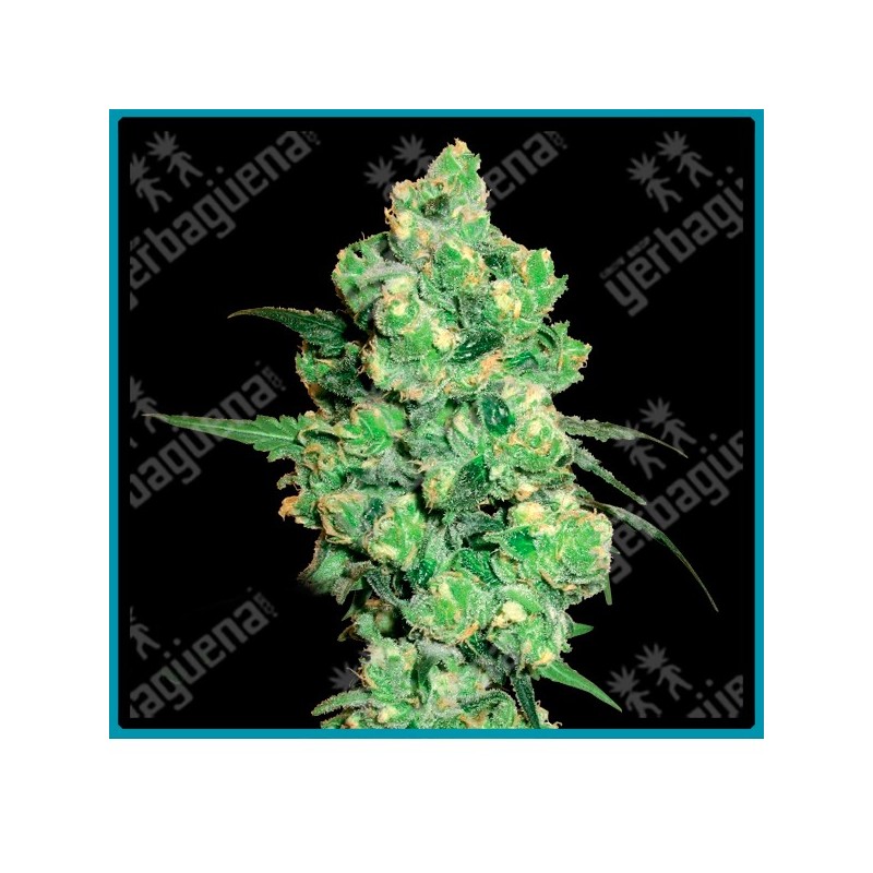 Super skunk ( Super skunk ) de White label
