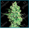 Super skunk ( Super skunk ) de White label