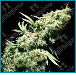 Jamaican pearl de Sensi seeds
