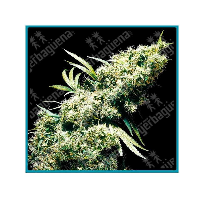 Jamaican pearl de Sensi seeds
