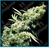 Jamaican pearl de Sensi seeds