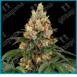 Chocolate rainbow xxl ( GMO x Gelato 41 ) de Sensi seeds