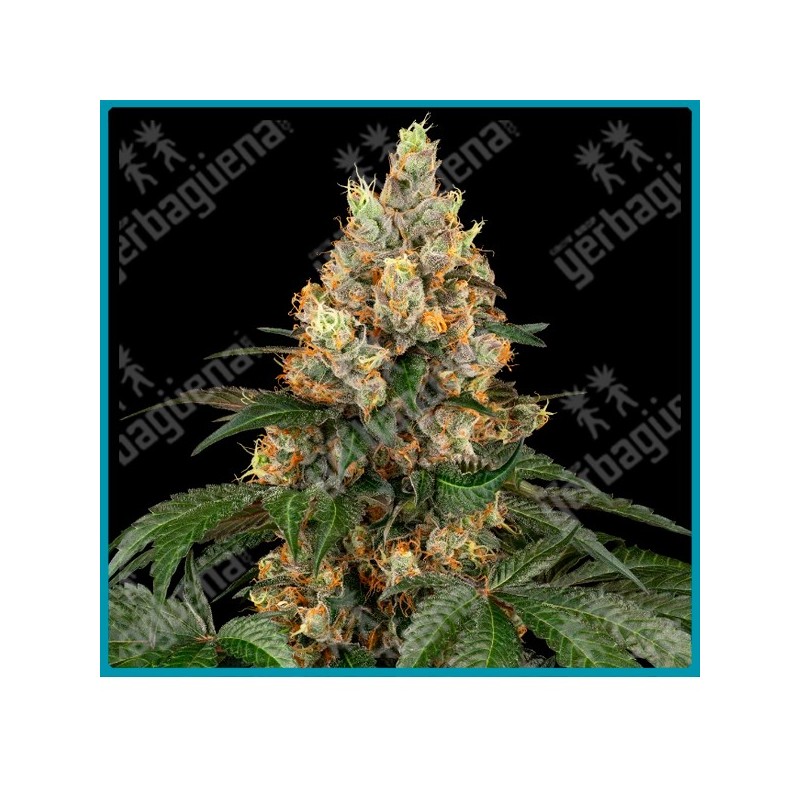 Chocolate rainbow xxl ( GMO x Gelato 41 ) de Sensi seeds