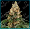 Chocolate rainbow xxl ( GMO x Gelato 41 ) de Sensi seeds