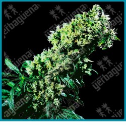 Northern lights #5 x haze de Sensi seeds