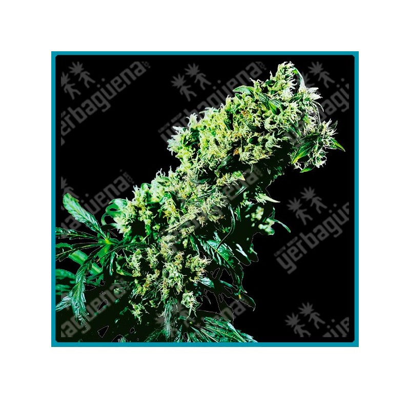 Northern lights #5 x haze de Sensi seeds