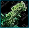 Northern lights #5 x haze de Sensi seeds