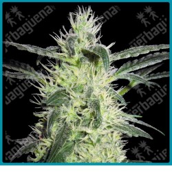 Silver haze de Sensi seeds