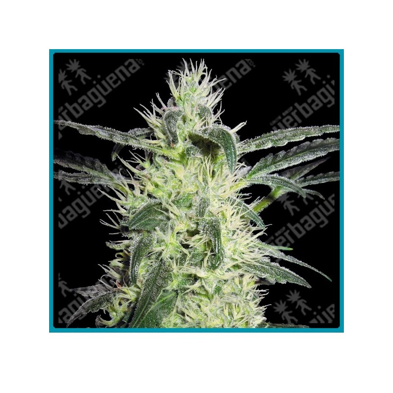 Silver haze de Sensi seeds