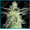 Silver haze de Sensi seeds