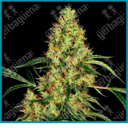 Mexican sativa de Sensi seeds