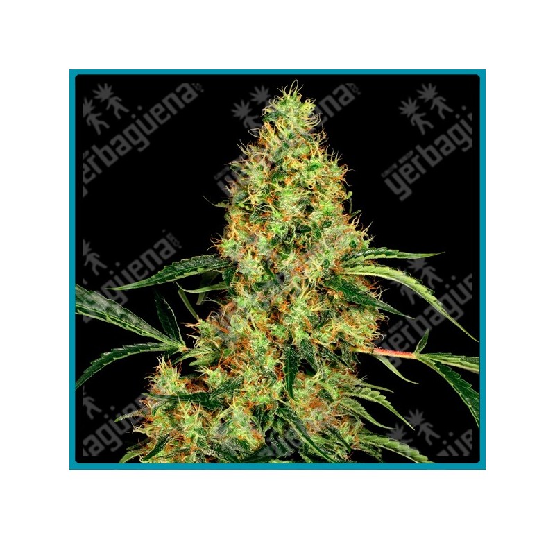 Mexican sativa de Sensi seeds