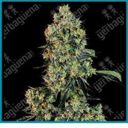 Og kush ( Chemdawg x Lemon Thai x Pakistani Kush ) de White label
