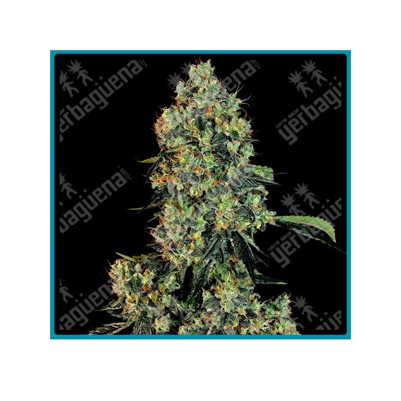 Og kush ( Chemdawg x Lemon Thai x Pakistani Kush ) de White label
