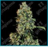 Og kush ( Chemdawg x Lemon Thai x Pakistani Kush ) de White label