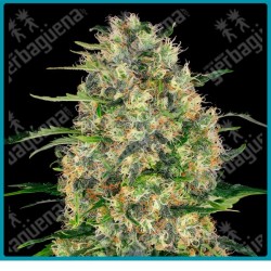 Black domina ( Northern Lights x Ortega x SA ) de Sensi seeds