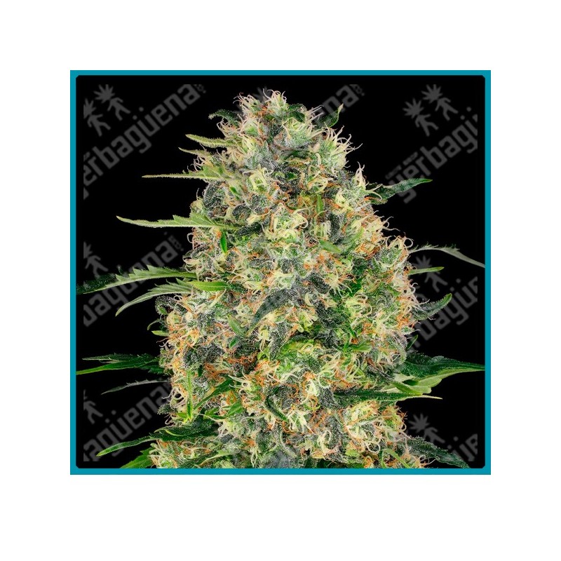 Black domina ( Northern Lights x Ortega x SA ) de Sensi seeds