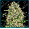Black domina ( Northern Lights x Ortega x SA ) de Sensi seeds