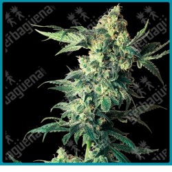 Northern lights de Sensi seeds