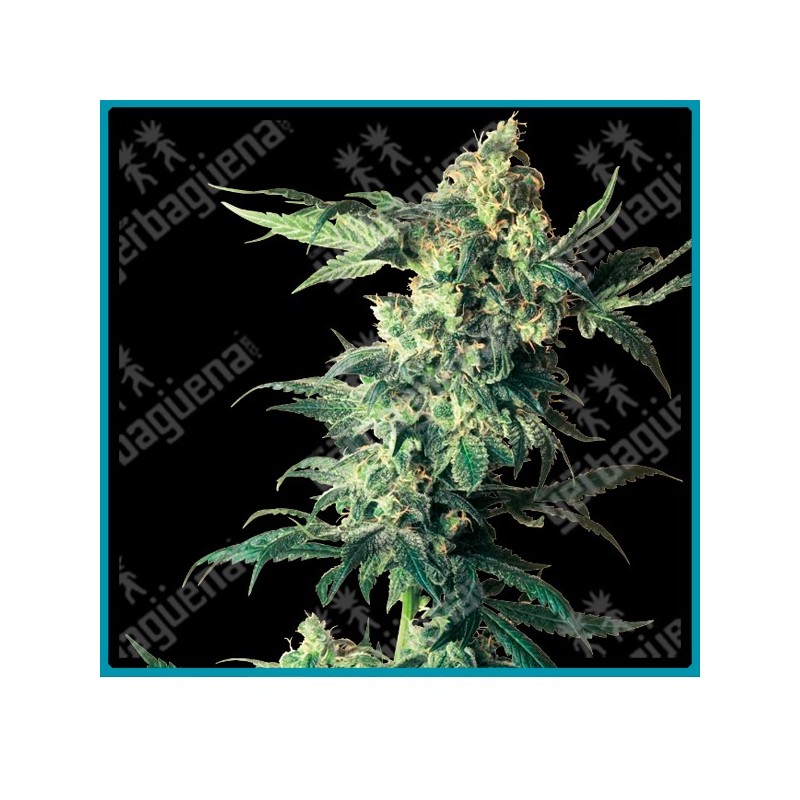 Northern lights de Sensi seeds