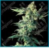 Northern lights de Sensi seeds