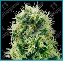 Pure power plant de White label