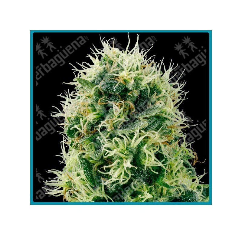 Pure power plant de White label