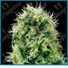 Pure power plant de White label