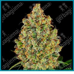 Ak 420 de White label