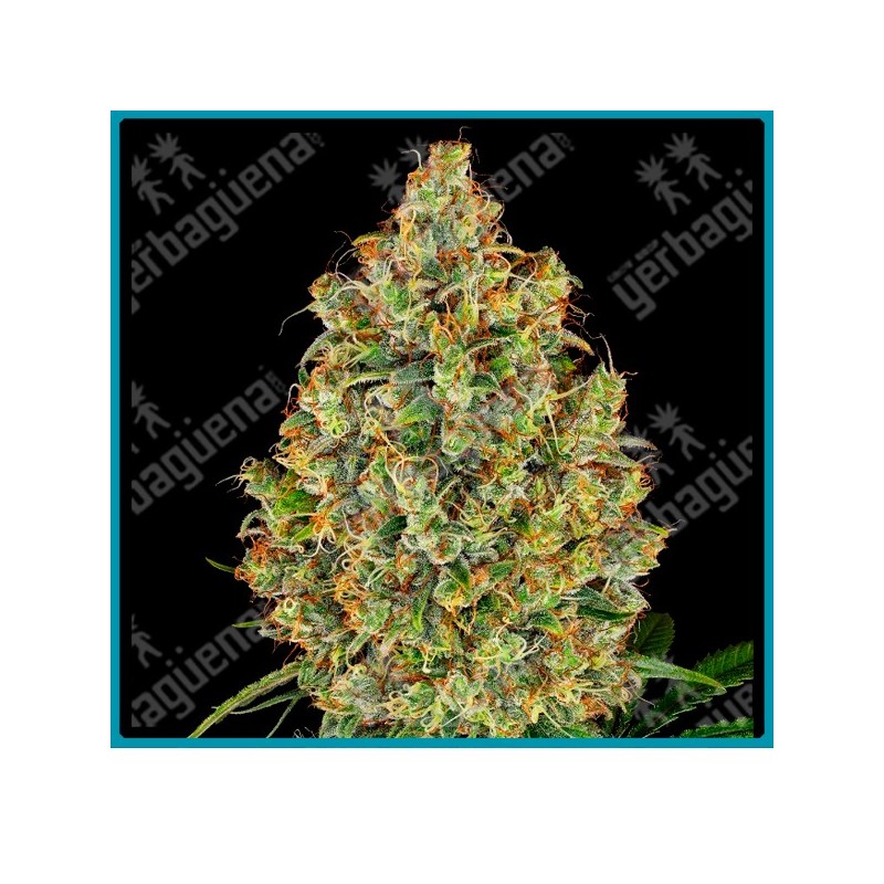 Ak 420 de White label