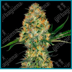 Hindu kush de Sensi seeds